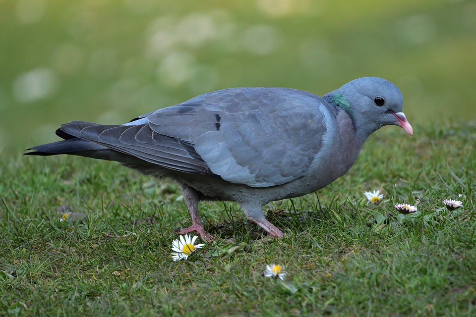07-pigeon-colombin